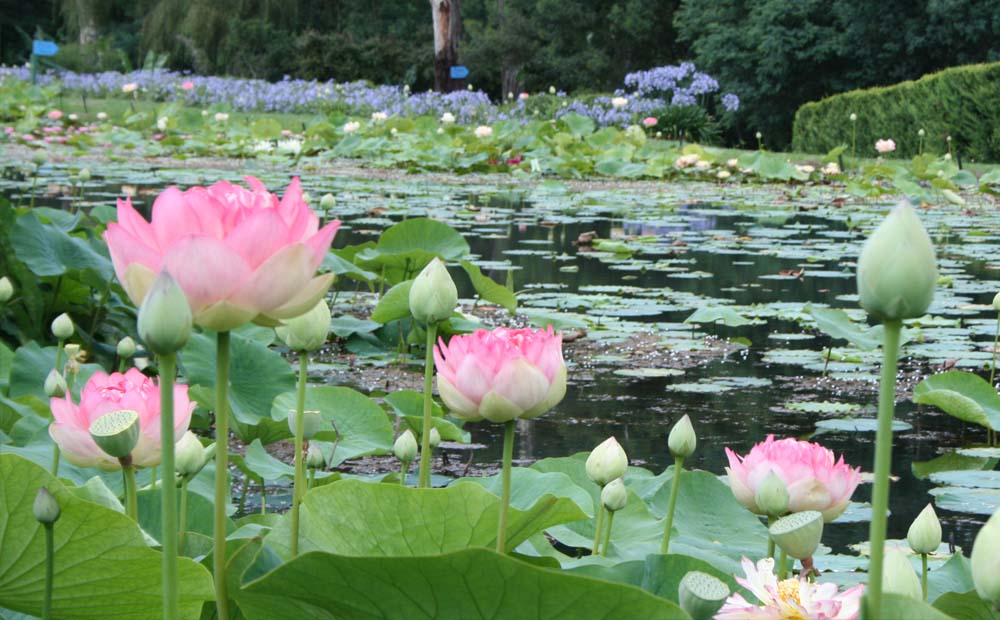 Jakobine Kreutzmann Where To Buy Lotus Flowers In Melbourne Lotus